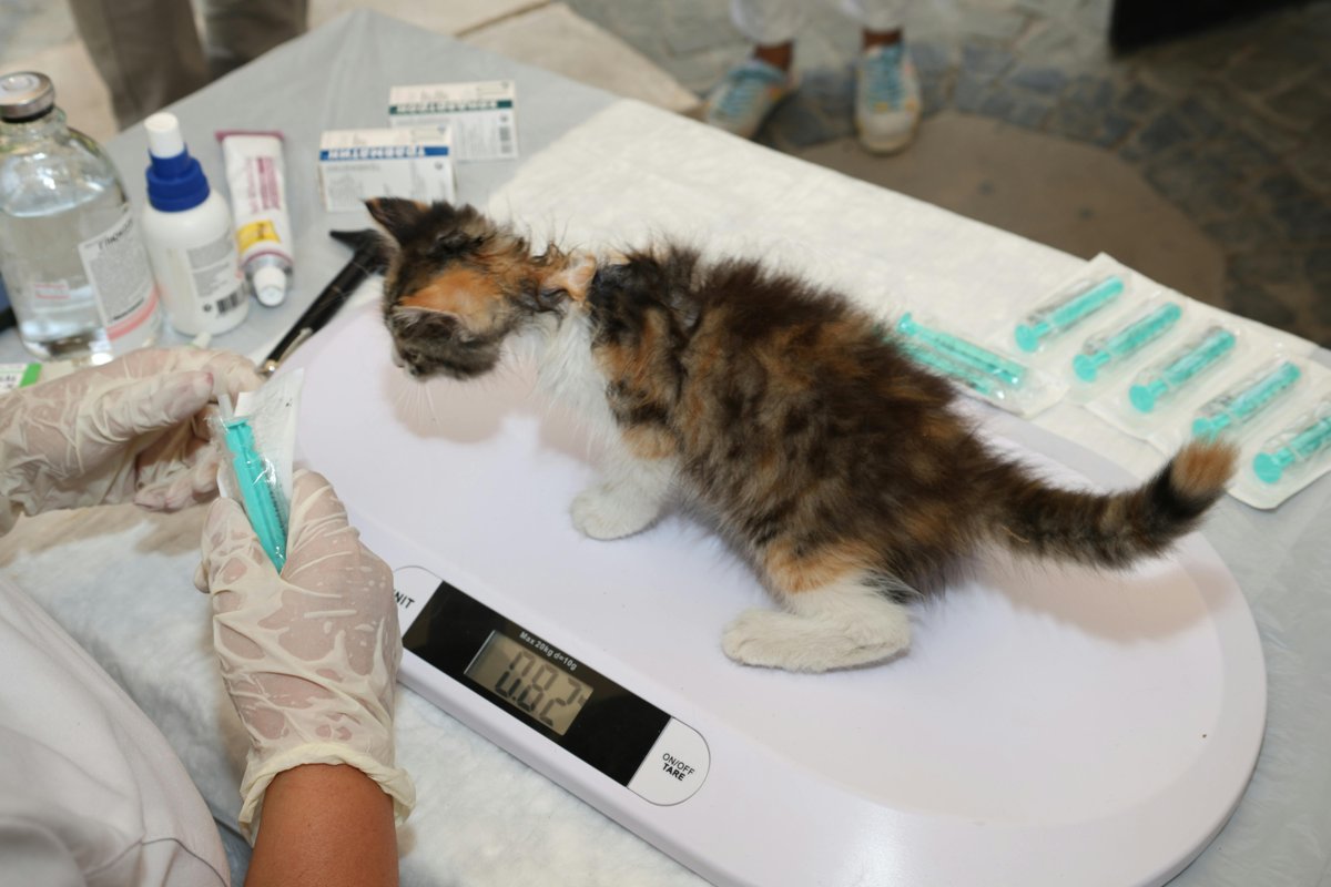 IA pour cliniques vétérinaires : diagnostic assisté, gestion de clientèle et télémédecine animale