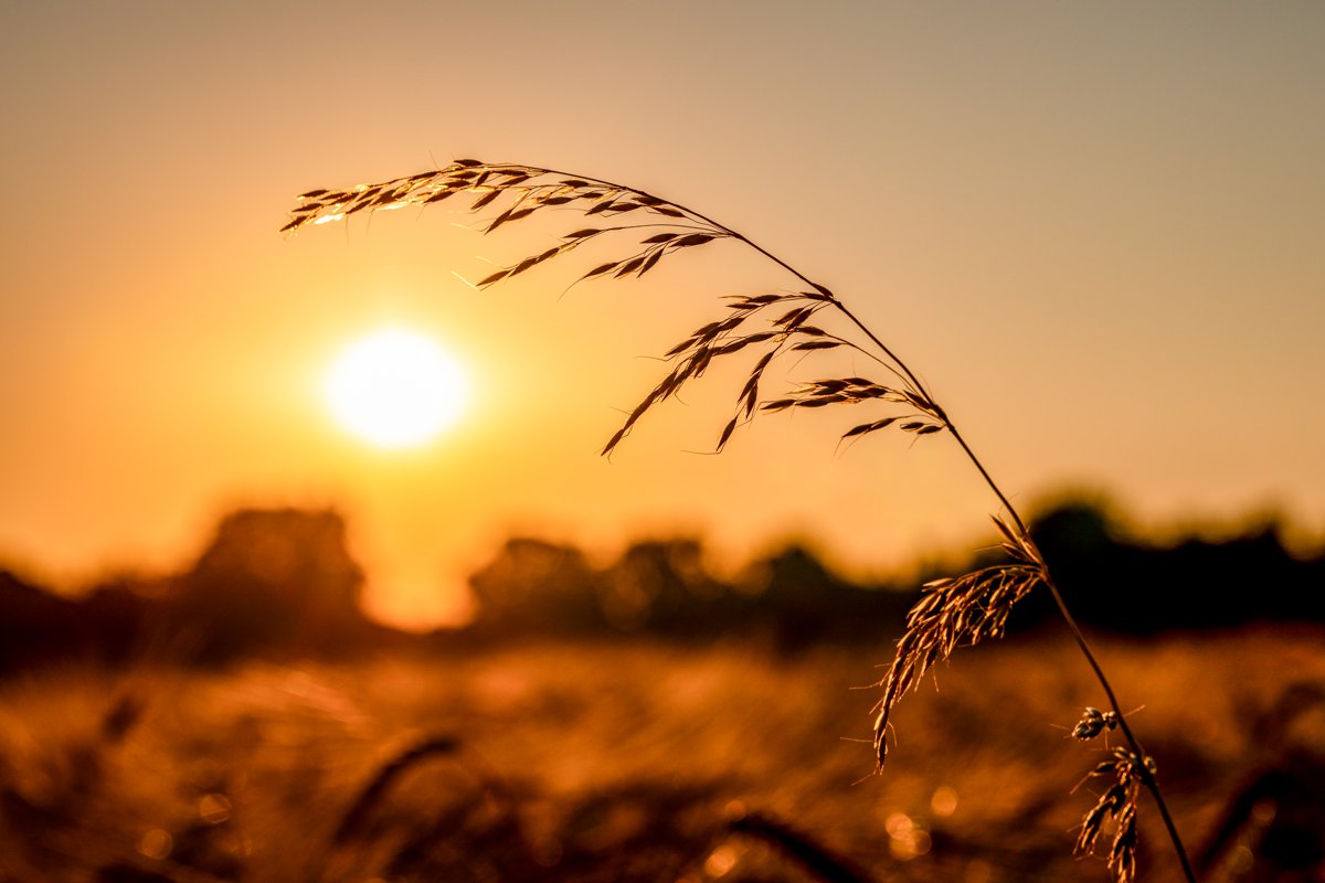 IA pour coopératives agricoles : du champ à la logistique, des cas d'usage concrets