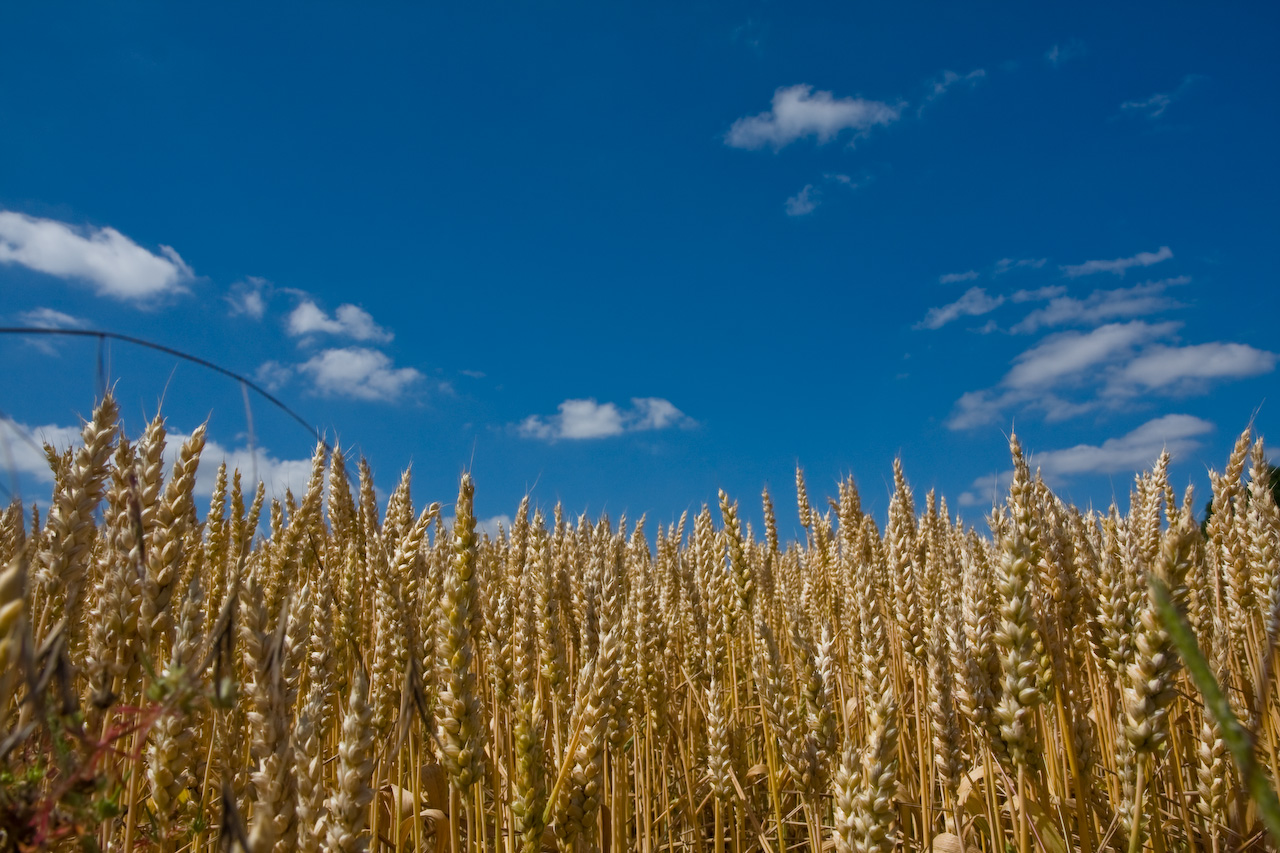 IA pour coopératives agricoles : du champ à la logistique, des cas d'usage concrets